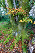 Beech tree in autumn woodland, Bridgend Woods, Islay, Scotland, October
