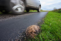 Hedgehog (Erinaceus europaeus) dead on the side of the road, Islay, Scotland, UK