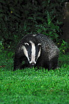 Badger (Meles meles) on lawn, Netherbury, Dorset, UK August