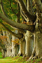 European beech tree (Fagus sylvatica) avenue in autumn, Dorset, UK October