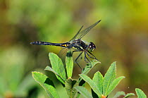Black sympetrum dragonfly (Sympetrum danae) male at rest, Studland Heath NNR, Dorset, UK