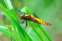 Broad bodied chaser dragonfly (Libellula depressa) mature female at rest, Dorset, UK