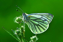 Green veined white butterfly (Pieris napi) at rest on buttercup buds, Dorset, UK