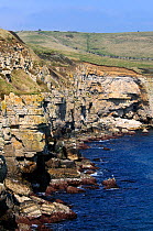 Seacombe Cliffs, East Dorset, April 2012