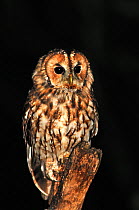 Tawny owl (Strix aluco) perching on post after dark, Dorset, UK August