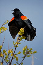 Red-winged Blackbird (Agelaius phoeniceus) male calling. New York, USA, May.