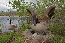 Canada Goose (Branta canadensis) in defensive posture over nest with mate in background. New York state, USA, May.