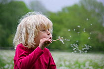 Dandelion (Taraxacum officinale) seeds being blown by Siena, aged 4, UK Model released