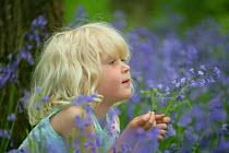 Bluebells (Hyacinthoides non-scripta) flowers being held by girl  Siena (aged 4) Surrey, England. Model released