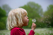 Dandelion (Taraxacum officinale) seeds being blown by girl Siena, aged 4, UK Model released