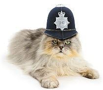 Silver tabby chinchilla Persian male cat, Cosmos, wearing a police helmet.