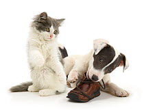 Blue-and-white Jack Russell Terrier pup, Scamp, chewing a child's shoe while playful blue-and-white Kitten tries to join in.