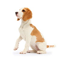 Orange-and-white Beagle pup, sitting portrait
