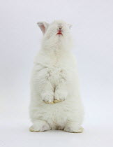 Young white domestic rabbit standing up on its haunches.