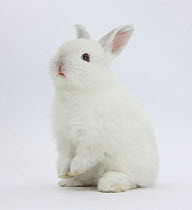 Young white domestic rabbit sitting up on its haunches.