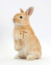 RF- Young Sandy rabbit standing up on its haunches. (This image may be licensed either as rights managed or royalty free.)
