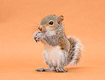 Young Grey Squirrel (Sciurus carolinensis) domesticated, eating a hazelnut.