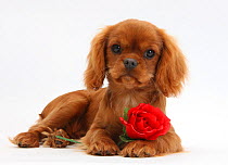 Ruby Cavalier King Charles Spaniel pup, Flame, 12 weeks old, with a red rose.