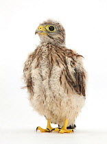 Kestrel (Falco tinnunculus) hand-reared chick portrait