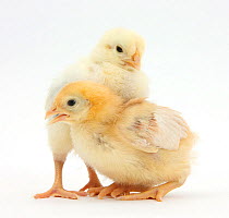 Yellow Bantam chicks