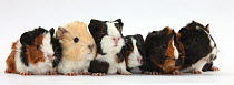 Six young Guinea pigs in a row.