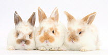 Three cute baby rabbits in a row