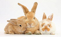 Sandy rabbit and two babies