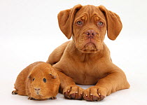 Dogue de Bordeaux puppy, Freya, 10 weeks old, with red Guinea pig.