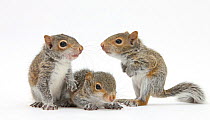 Grey Squirrels (Sciurus carolinensis) three young hand-reared portrait