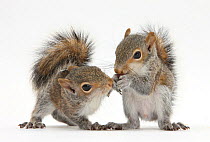 Grey Squirrels (Sciurus carolinensis) two young hand-reared babies portrait