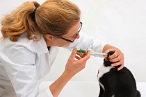 Black-and-white tuxedo kitten being given pill by Vet, Miriam, with a pill-giver. Model released