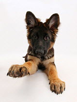 German Shepherd Dog bitch pup, Coco, 14 weeks old, with raised paw.