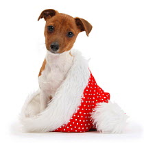 Jack Russell Terrier cross Chihuahua pup, Nipper, sitting in a Father Christmas hat.
