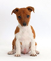 Jack Russell Terrier x Chihuahua pup, Nipper, sitting.