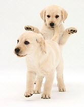Playful Yellow Labrador Retriever puppies, 8 weeks old, one has caught hold of the other's tail.