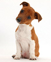 Jack Russell Terrier x Chihuahua pup, Nipper, sitting and looking quizzical with head tilted.