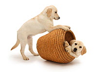 Yellow Labrador Retriever pups, 4 months old, playing in straw laundry basket.