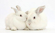 Elderly white rabbit, Foggy, 8 years old, and his young son, 9 weeks old.