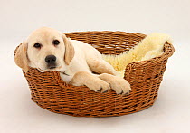 Yellow Labrador pup, 4 months old, lying in a wicker basket dog bed.