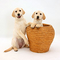 Yellow Labrador Retriever pups, 4 months old, in straw laundry basket.