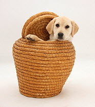 Yellow Labrador Retriever pup, 4 months old, in straw laundry basket.