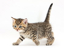 RF- Cute tabby kitten, Stanley, aged 6 weeks, walking. (This image may be licensed either as rights managed or royalty free.)