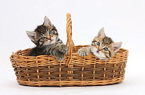 Cute tabby kittens, Stanley and Fosset, 6 weeks old, in a wicker basket.