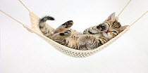 Cute tabby kitten, Stanley, 7 weeks old, lying in a hammock.