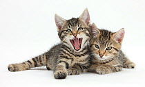 Cute tabby kittens, Stanley and Fosset, 9 weeks old, lounging together.