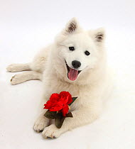 White Japanese Spitz dog, Sushi, 6 months old, holding a red rose.
