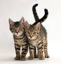 Tabby kittens, Stanley and Fosset, 12 weeks old, walking together.
