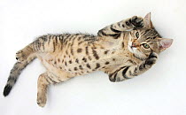 Tabby male kitten, Stanley, 3 months old, rolling playfully on his back.