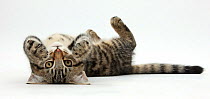 Tabby male kitten, Fosset, 3 months old, rolling playfully on his back.