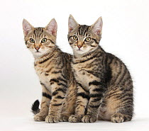 Tabby kittens, Stanley and Fosset, 3 months old, sitting together.